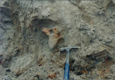 Mastodont Bones Exposed 2